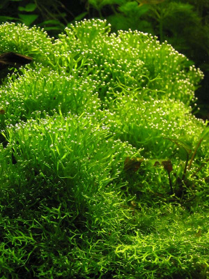 Риччия флуитанс Riccia fluitans (меристемное растение)